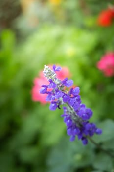 The background image of the colorful flowers, background nature