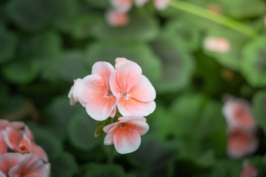 The background image of the colorful flowers, background nature