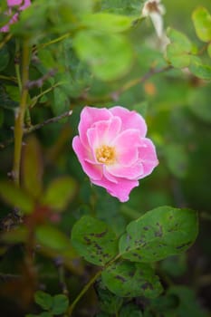 Roses in the garden, Roses are beautiful with a beautiful sunny day.