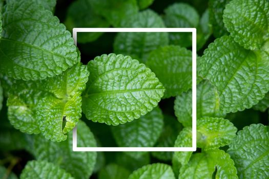 Background texture of leaves closeup. Green Leaves Background with White Paper Frame. Flat Lay