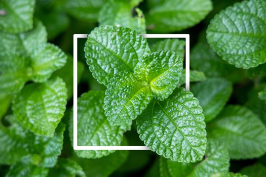 Background texture of leaves closeup. Green Leaves Background with White Paper Frame. Flat Lay