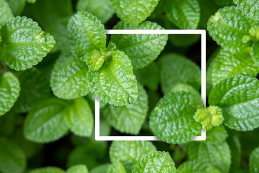 Background texture of leaves closeup. Green Leaves Background with White Paper Frame. Flat Lay