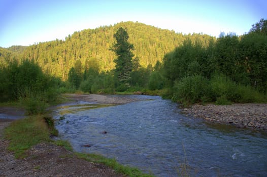 View of the mountain river flowing through the morning forest. Altai, Siberia, Russia.