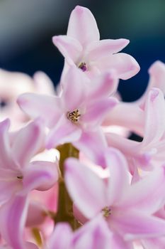 close-up of a bunch of small pink lilac flower