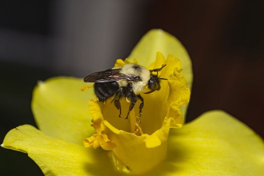 Macro shot of a bee working inside a yellow daffodil