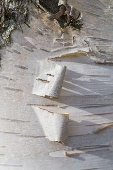 pieces of bark, peeling from a birch tree