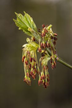 Macro shot of tree bud exploding with seed