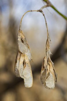 Dry seed of a maple tree, hanging on a branch