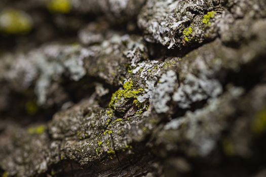 Macro shot of tree bark with moss & fungus