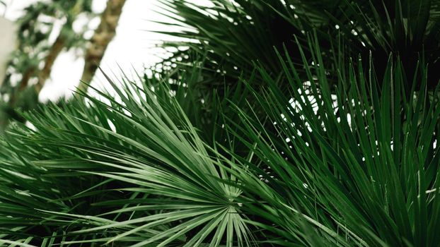 Green tropical palm leaves, floral pattern background, real photo