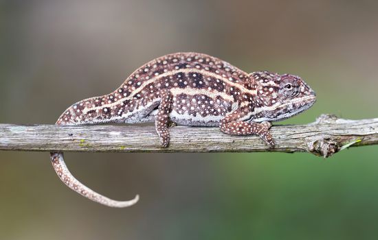 Small colorful chameleon resting in a tree, Madagascar