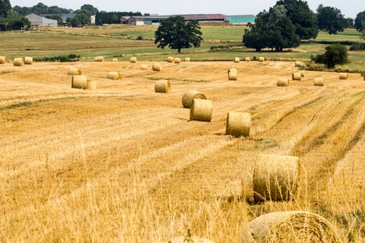 Fields of haystacks in the countryside of Gérouville near Virton in the province of Luxembourg in Belgium.Europe