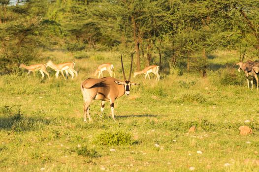 Orix with impalas in the savannah of Samburu Park in central Kenya in Africa