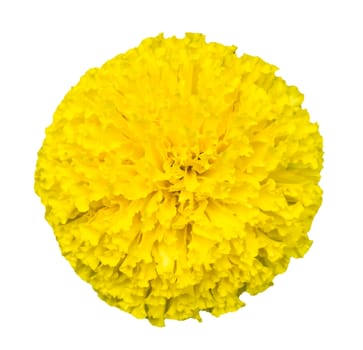 Top view of beautiful isolated marigold flowers.(Tagetes erecta)