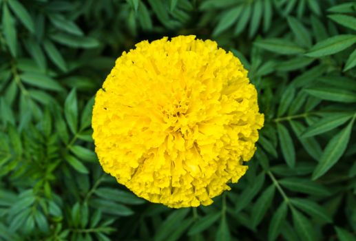 Top view of beautiful marigold flowers and leaf. (Tagetes erecta)