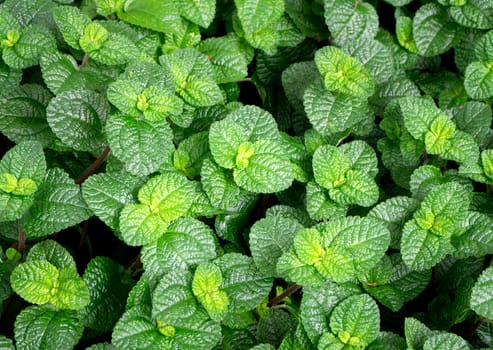 Top view of peppermint leaves background.