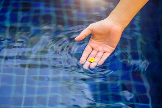 Female hand hold yellow small flower in swimming pool.