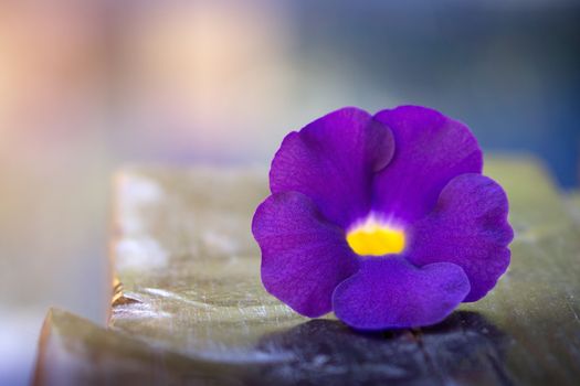 Selective focus of 1 Thunbergia violet flowers on blue background