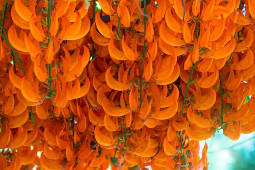 Orange flower of name Red Jade Vine or New Guinea Creeper or flowers. (Scientific Name:Mucuna Bennettii)