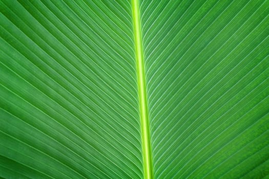 Dark green leaf background.