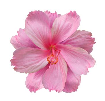 Pink hibiscus flower isolated on white background.