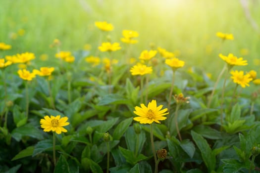 Yellow daisy or Dahlberg daisy blooming.