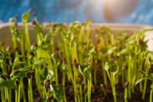 Ipomoea aquatica, Water spinach, Morning glory, Water convolvulus or Chinese watercress