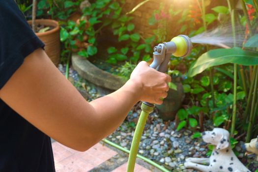 Woman Watering a tree in your home.