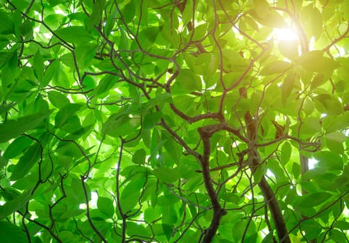 Green Cananga odorata tree, known as the cananga tree is a tropical tree that originates in Indonesia, which in early 19th century spread to Malaysia and the Philippines.The leaves are light green.