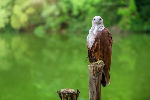 Red eagle Thailand sitting on tree branch and green nature background.