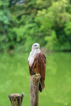 Red eagle Thailand sitting on tree branch and green nature background.