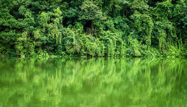 Rainforest or Tropical jungle with river and water background in Trat province, Thailand.