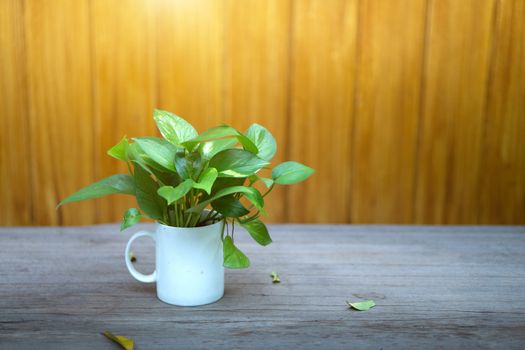 Closeup of green leaf in white vase on wooden table and sunlight.