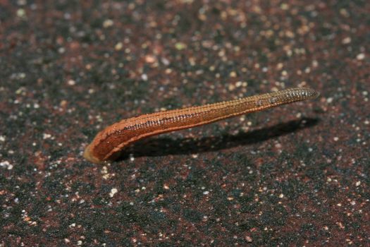 blood sucker leech slowly moving on cement floor from tropical forest , Southeast Asia.