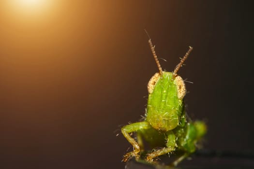 Small green grasshopper looking at camera and sunlight.