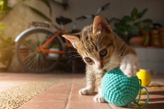 1 month year old Thai Kitten playing blue ball of yarn.
