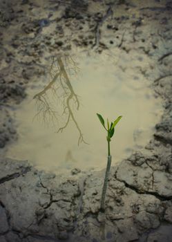 death tree and growth the concept in mangrove forest - Focus of death tree mirror in water.