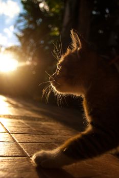 Pretty cat in sunlight.