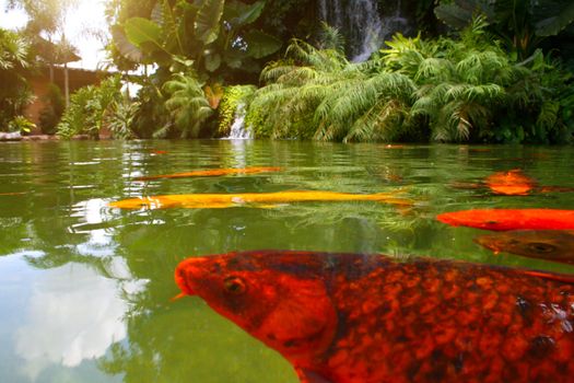 Japanese variegated carps swimming in garden pond. - Water focus