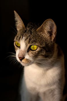 Pretty cat in sunlight and black background.