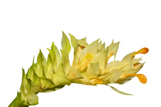 bouquet of yellow and green flower isolated, on white background for decorating your flora or nature concept.