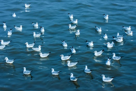 Seagull Float on sea at Bang Poo Thailand