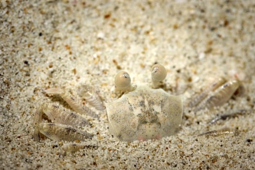 White Ghost Crab disguise on a white sandy beach at thailand sea.