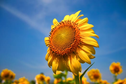 Sunflower in blue sky.