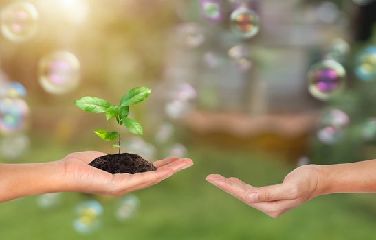 Plant in the hand on green nature and soap bubble background - Corporate social responsibility concept.
