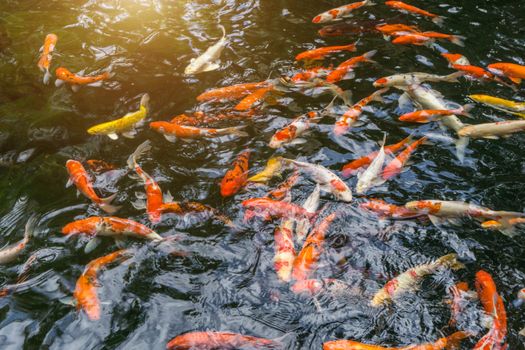 Many Fancy carp or Called Koi fish swimming in carp pond. Sun light filter effect.
