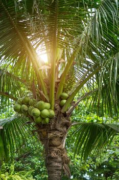 Thai coconut tree