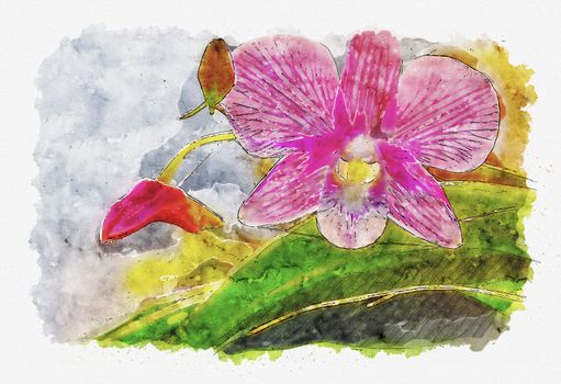Watercolor illustration style of pink orchid flower.
