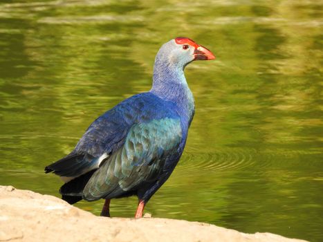 purple swamphen bird or hen porphyria porphyria standing