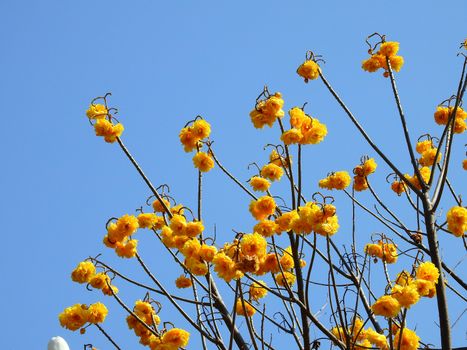 Branch of yellow flower in blue sky.